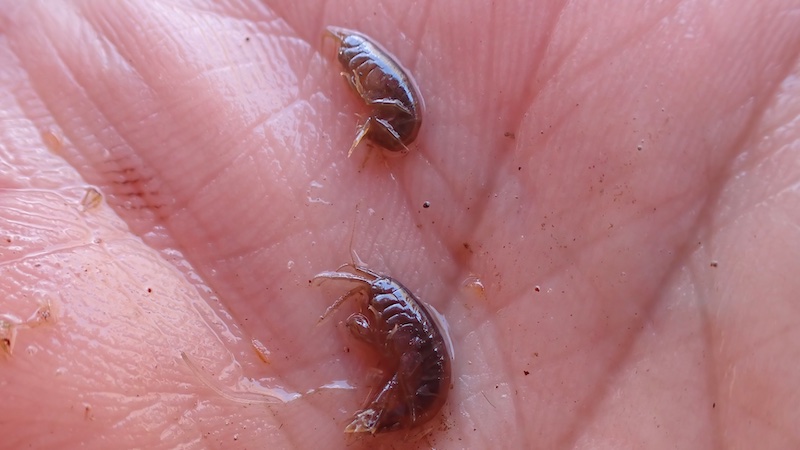 Gammarus 250426 mill gammarus