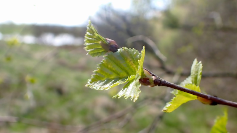 Forår 250426 mill leafs