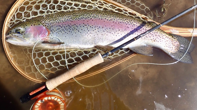 Regnbueørred 250426 mill rainbow