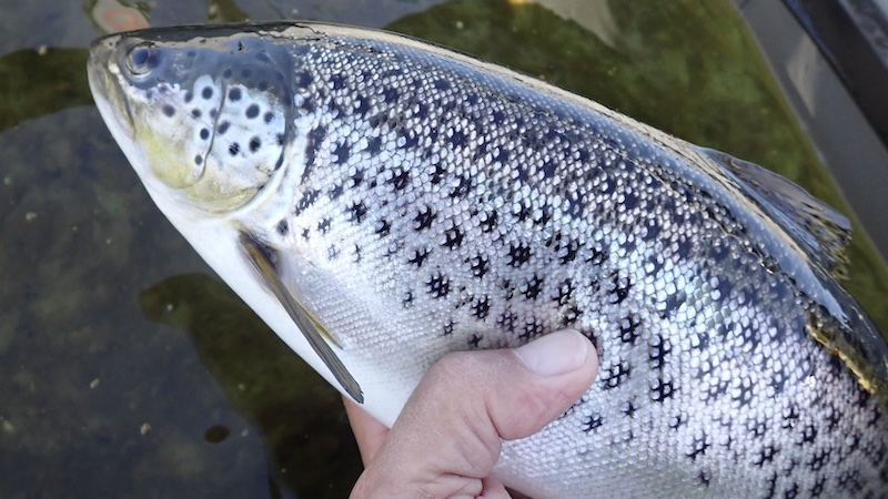 Ørred fra Mariager Fjord 250427 mariager fed trout