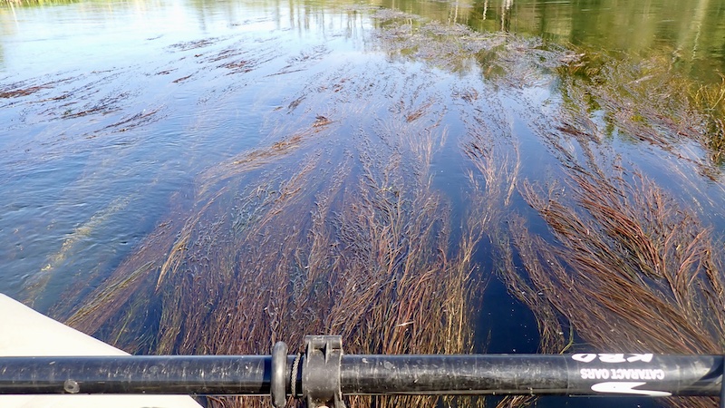 Grøde i Gudenåen 250513 tange weed
