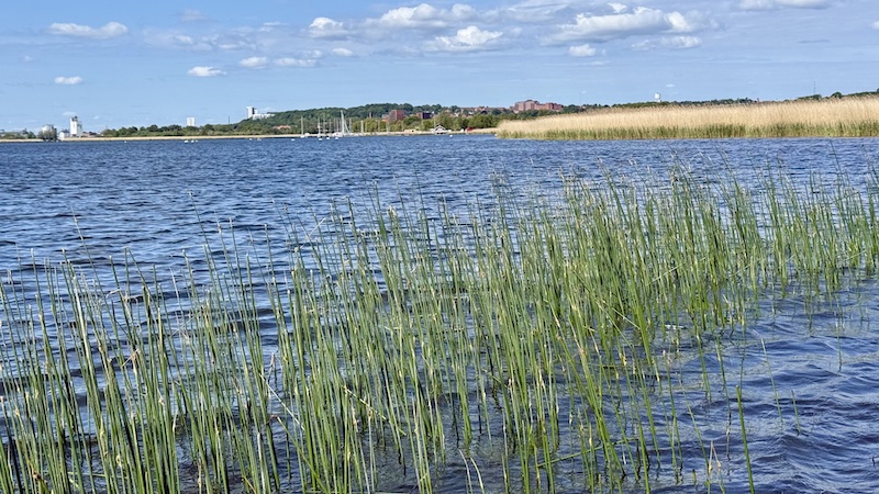 Dronningborg Bredning og Randers 250518 bredningen siv randers