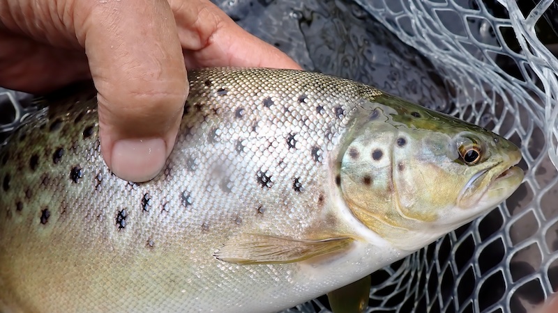 250529 mariager fat trout