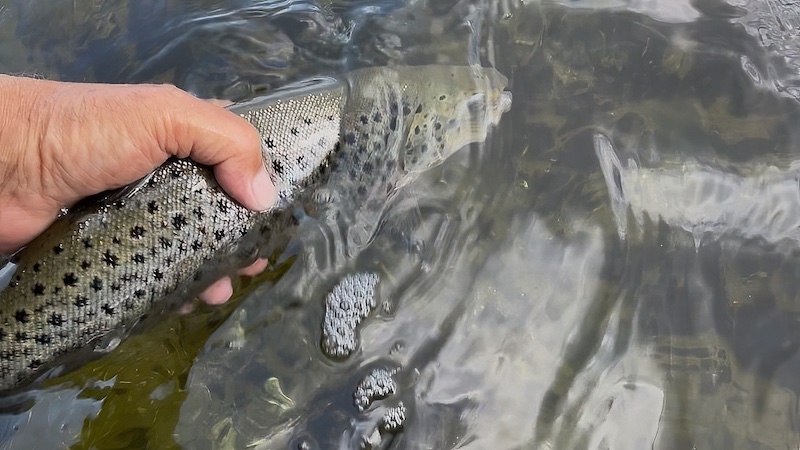 250529 mariager trout release
