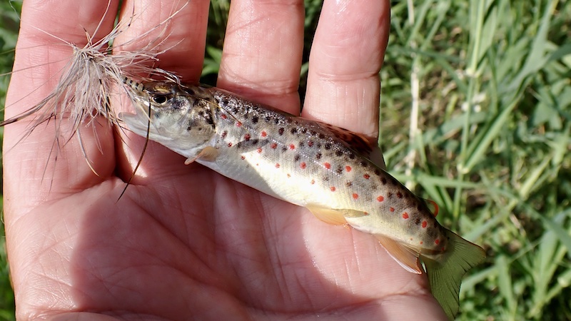250614 villestrup trout