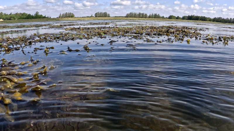 250616 randers fjord stenrev