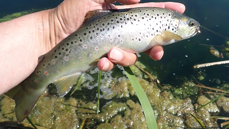 250620 lake brown trout