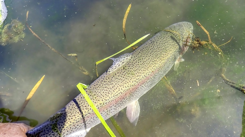 250620 lake rainbow