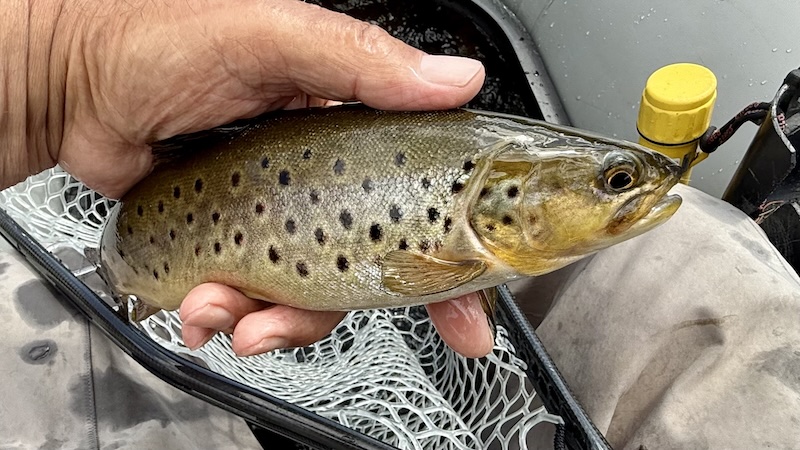 250626 rena trout
