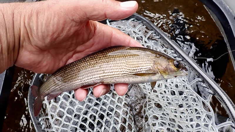 250631 rena baby stalling