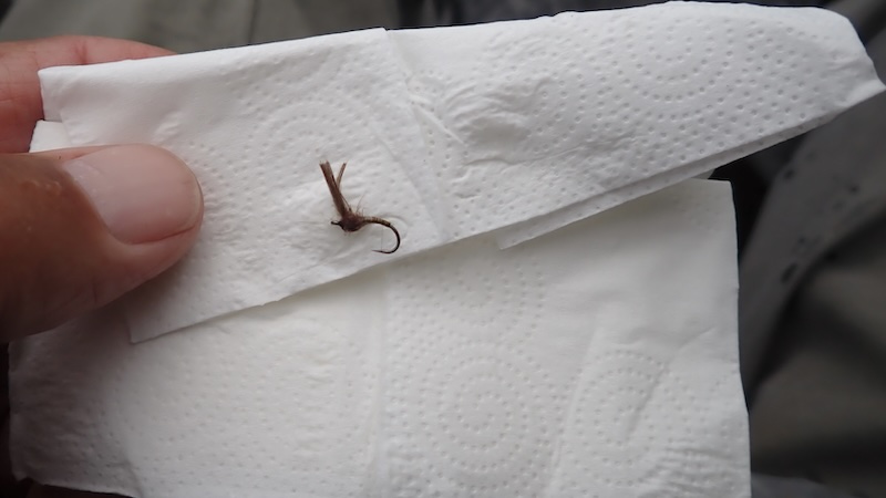 250631 rena drying fly