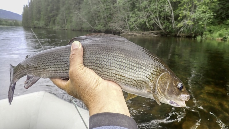 Stalling 250701 rena stalling