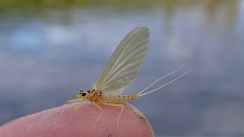 250703 rena sulphurea