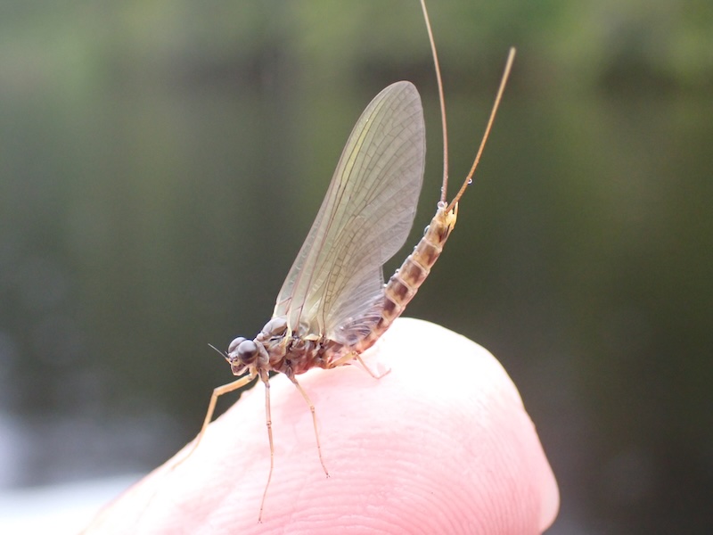250705 rena mayflies