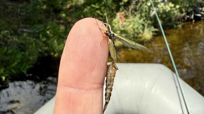 Klækkende danica 250709 rena hatching mayfly