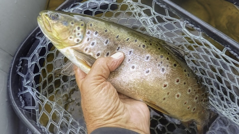 250710 rena trout hand