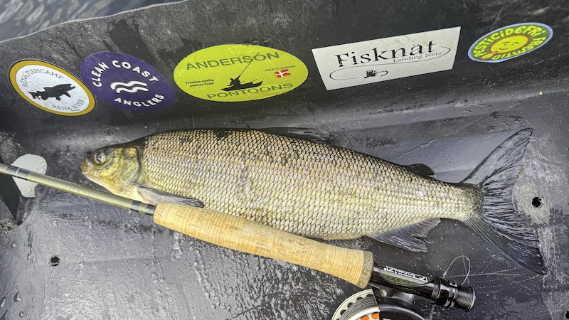 250714 rena sik helt