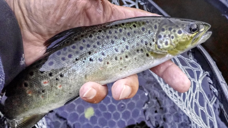 250721 rena glomma trout