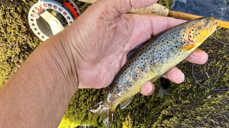 250724 rene smsll creek trout