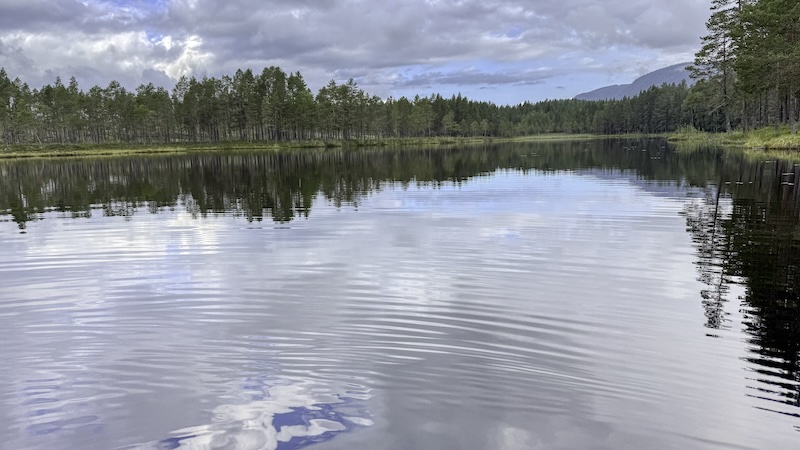 Fiskeløstjerne (badesøen i Deset) 250726 rena badelake