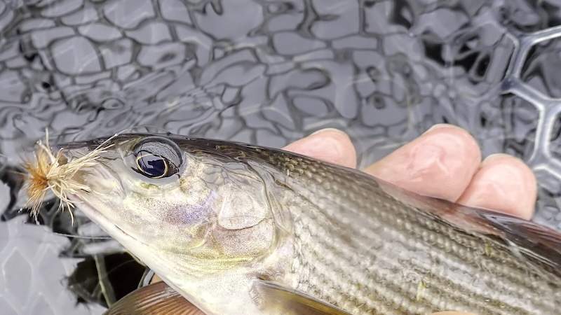 250730 rena glomma stalling