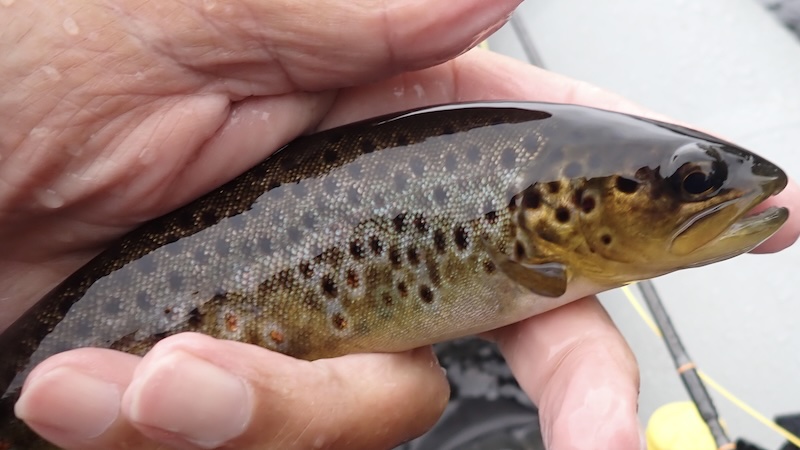 Lille ørred fra Glomma 250731 glomma trout