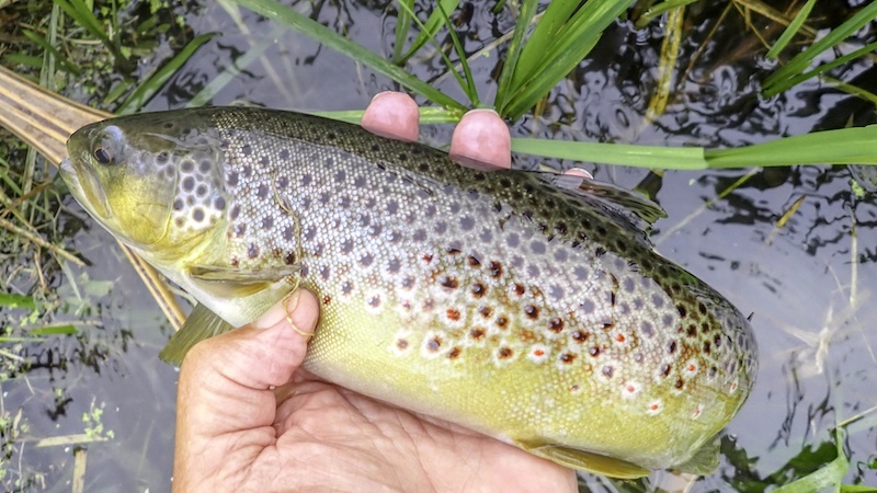 250812 milldam trout