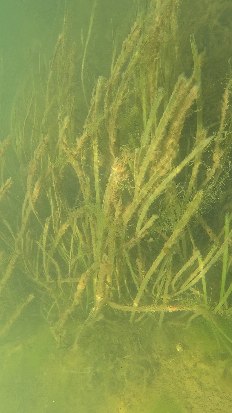 Ålegræs med fedtemøg 250817 randers fjord alegras