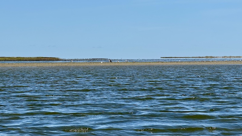 Vadehav ved udmundingen af Randers Fjord 250817 randers fjord vadehav