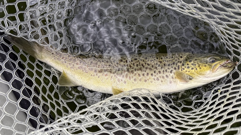 250827 mariager trout