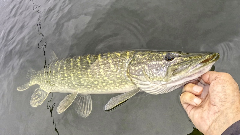 250831 gudenaa gedde