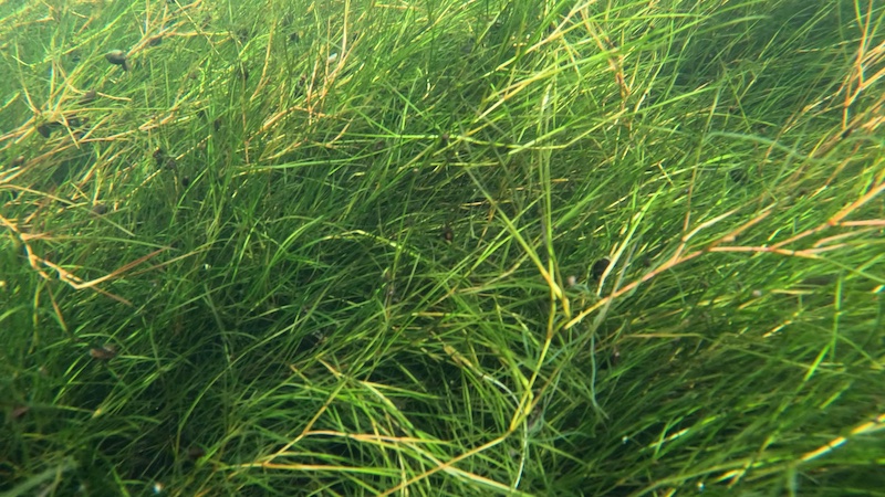 250904 fladbjerg aale graes