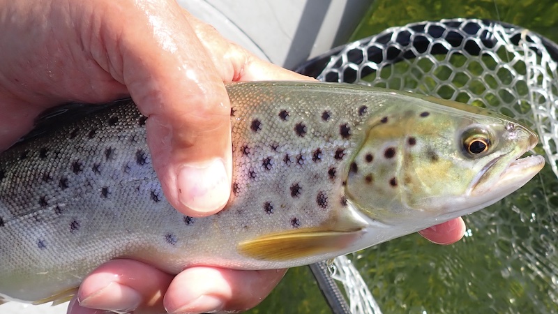 Lille ørred fra Mariager Fjord 250904 fladbjerg trout