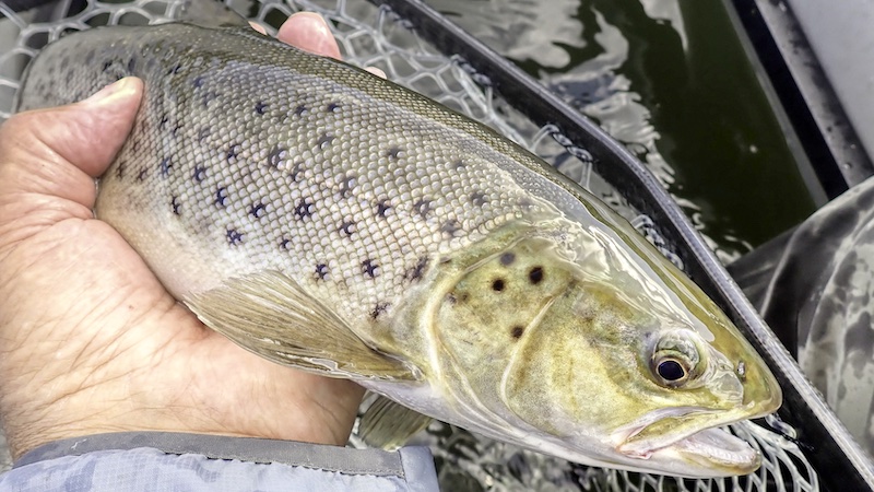 250906 hobro trout