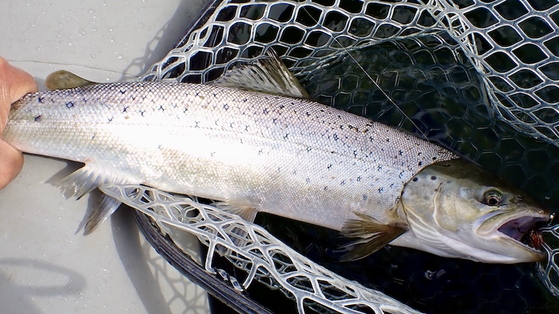 250928 mariager trout