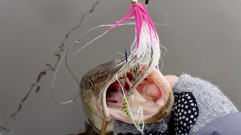 260227 gudenaa randers gedde flue