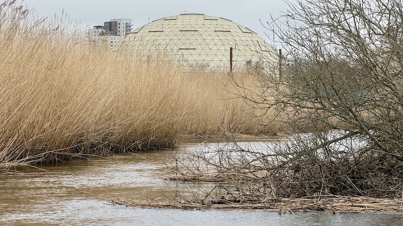 Randers Regnskov og Gudenåen ved Randers 260227 gudenaa randers regnskov