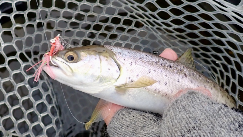 260310 udbyhoj trout