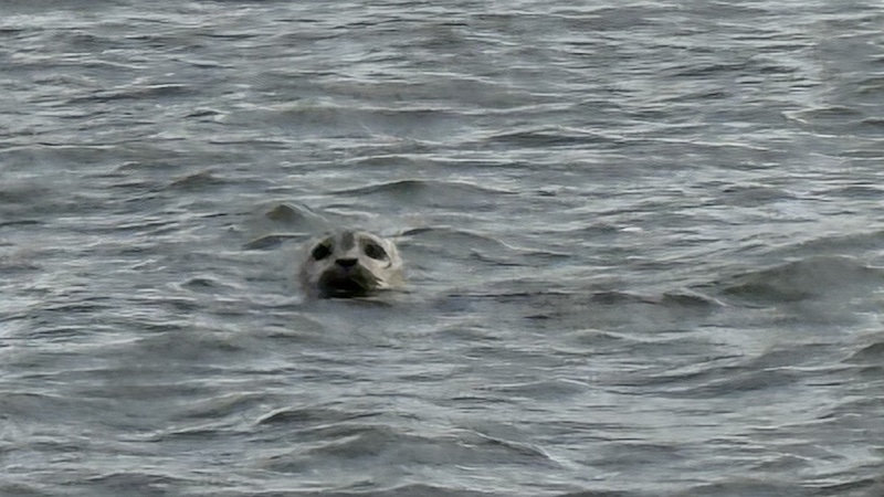 Sæl i Randers Fjord 260315 randers jord voer seal