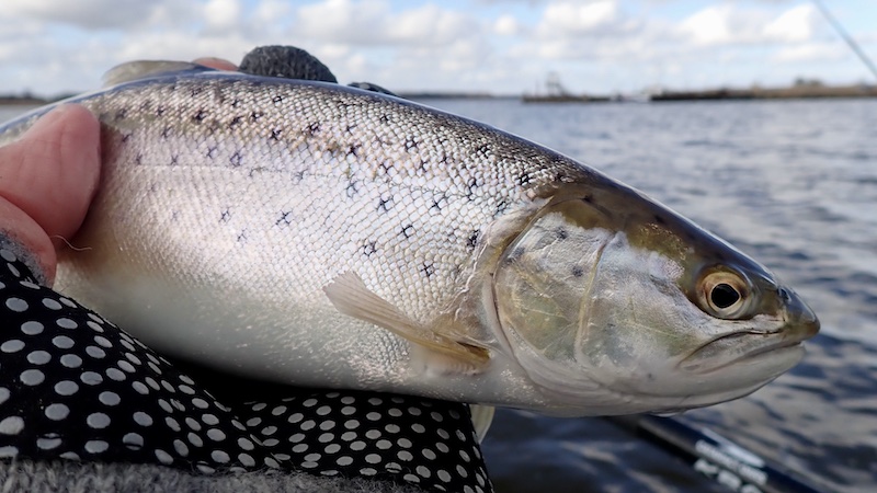 Ørred fra Randers Fjord 260315 randers jord voer trout