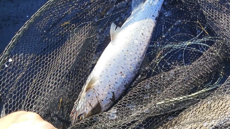 Ørred 260411 ystad trout langkaster