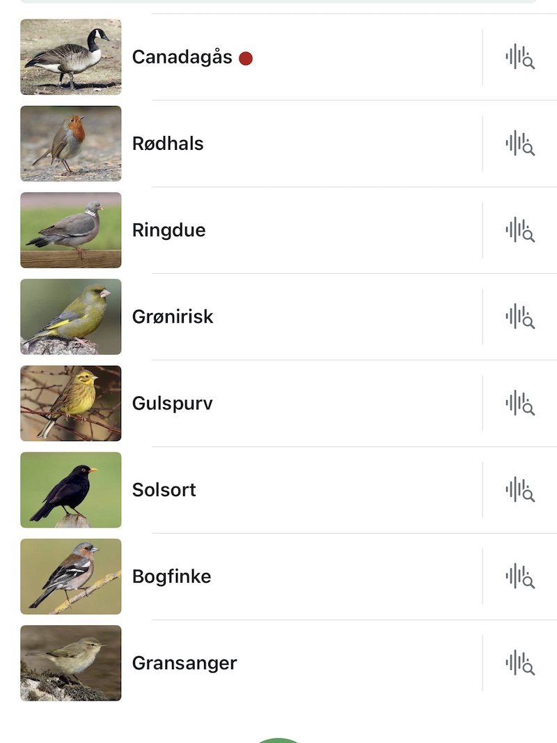 260415 milldam birds