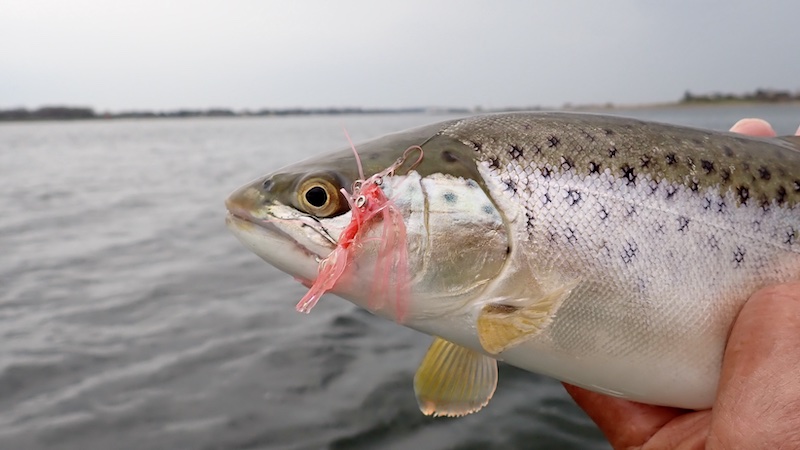 260418 randers fjord trout