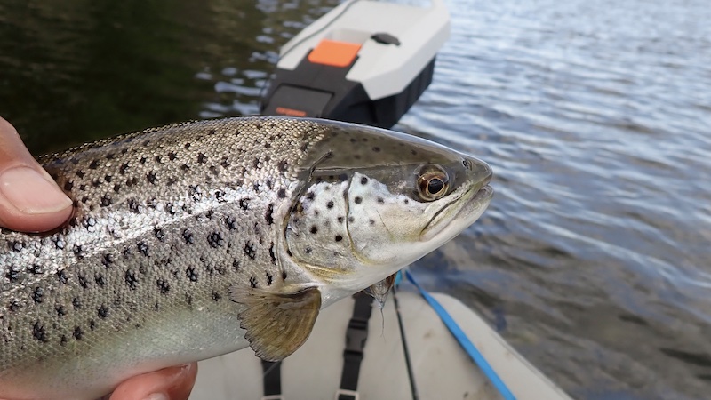Ørred fra Mariager Fjord 260506 mariager trout
