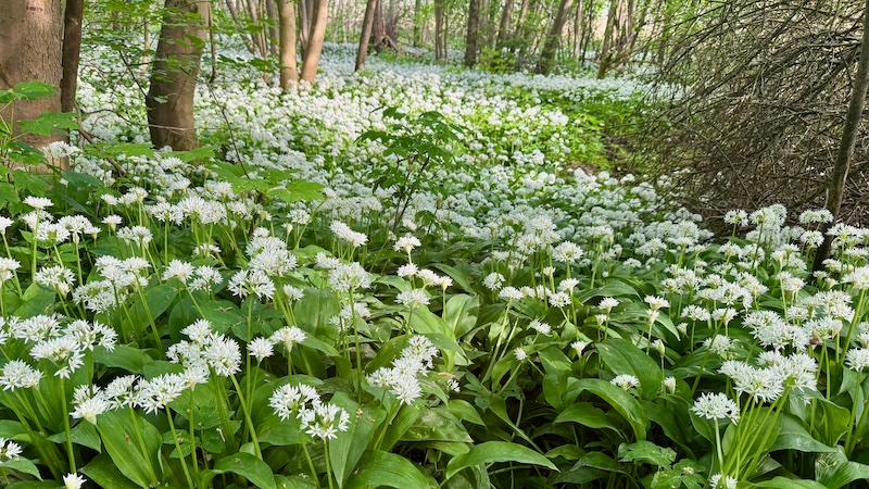 260523 hobro ramsloeg