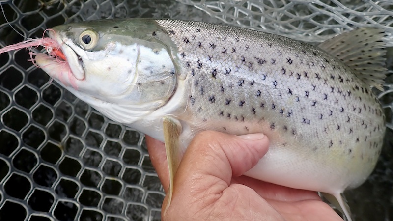 260524 randers fjord trout