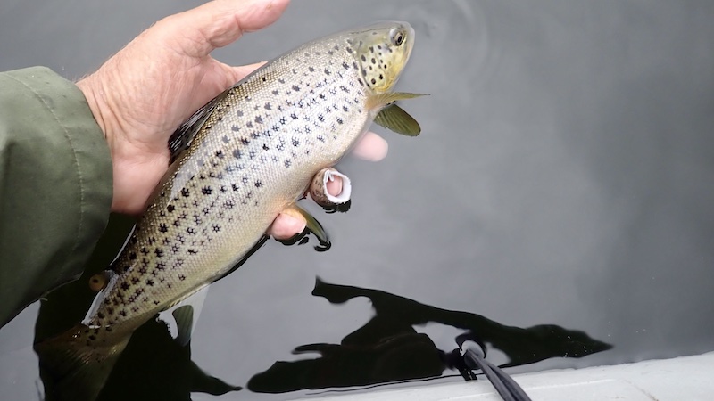 Ørred fra Mariager Fjord 260608 hobro trout