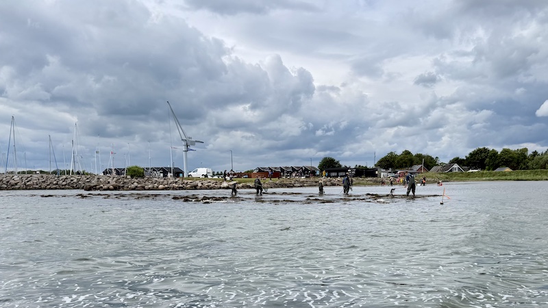 Skolerevet ved Udbyhøj 260612 randers fjord skolerev