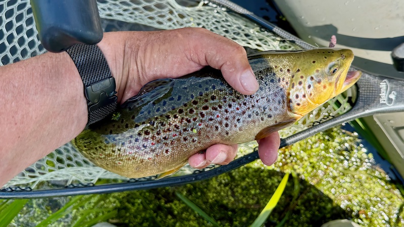 260619 milldam trout