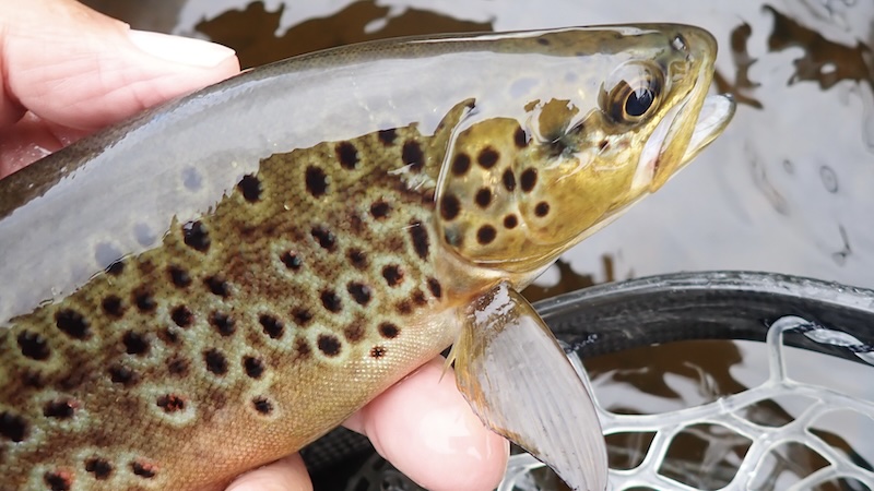 Ørred 200701 rena trout